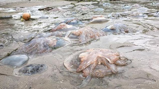 英国南部海岸惊现一只近1米宽的巨型水母：有150条之多253 / 作者:UFO爱好者 / 帖子ID:76658