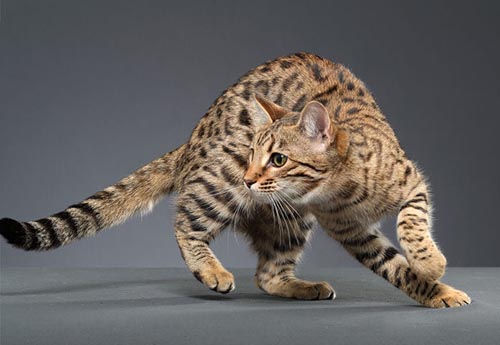 萨凡纳猫是什么猫? 家养豹猫有几种?965 / 作者:UFO爱好者 / 帖子ID:75472