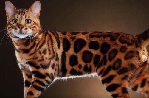 萨凡纳猫是什么猫? 家养豹猫有几种?215 / 作者:UFO爱好者 / 帖子ID:75472