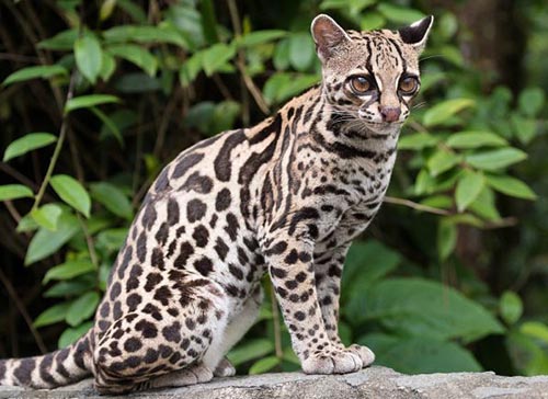萨凡纳猫是什么猫? 家养豹猫有几种?327 / 作者:UFO爱好者 / 帖子ID:75472