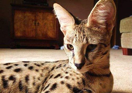萨凡纳猫是什么猫? 家养豹猫有几种?878 / 作者:UFO爱好者 / 帖子ID:75472