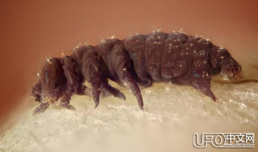 外星生命存在的证据  地球上几种极端生物669 / 作者: / 来源: