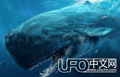 梅尔维尔鲸与巨齿鲨 已灭绝的巨型远古生物872 / 作者: / 来源: