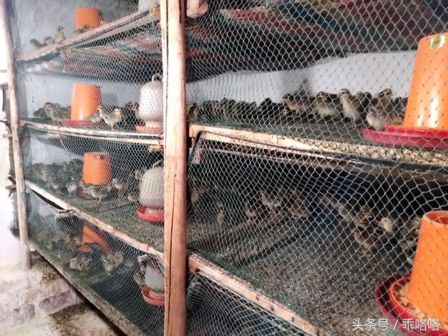 脱温鸡死亡之“谜”227 / 作者: / 来源: