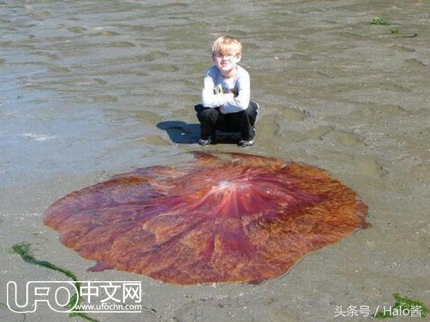 小男孩在海滩发现“外星飞碟”好兴奋，幸好爸爸制止：剧毒水母！350 / 作者: / 来源: