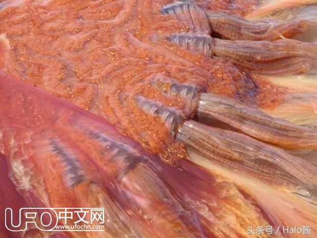 小男孩在海滩发现“外星飞碟”好兴奋，幸好爸爸制止：剧毒水母！454 / 作者: / 来源: