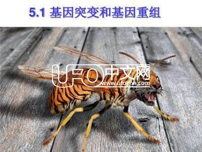 深度盘点：脑洞海贼王还有哪些逆天的果实没出现！296 / 作者: / 来源: