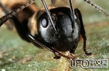 僵尸蚂蚁是什么？会吃人并入侵人类吗？