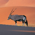 99_avatar_middle
